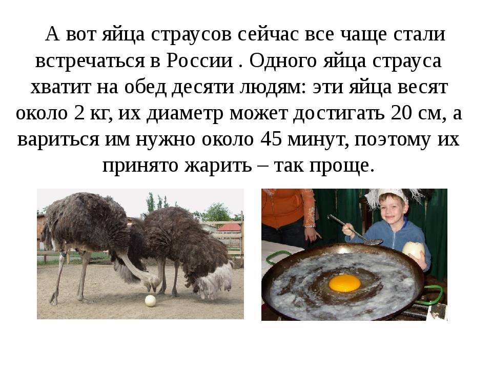 Страусиное яйцо: сколько весит, размеры, как часто несутся страусы, их вес - omvesti.com