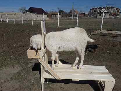 Станок для доения коз — инструкция для изготовления в домашних условиях