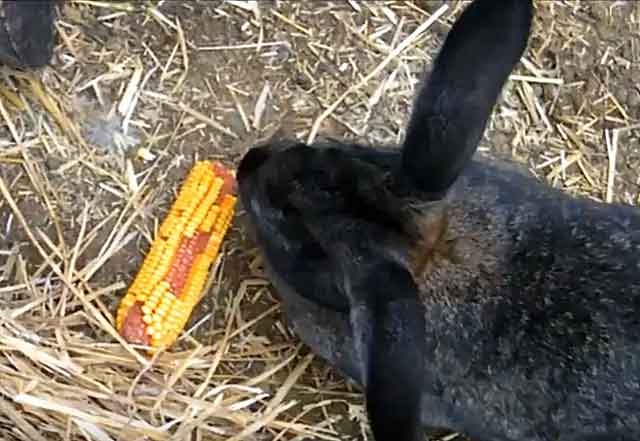 Кукуруза в питании кроликов: польза и вред