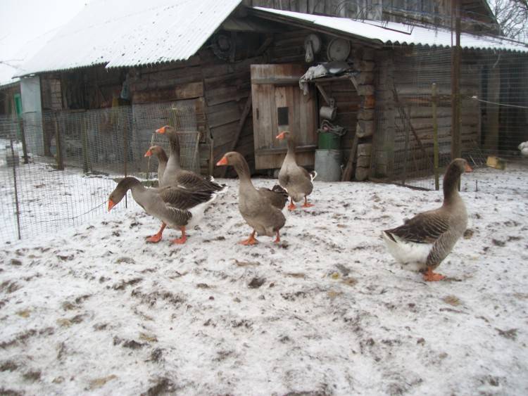 Как зимовать гусям: особенности содержания в зимнее время, уход и кормление. содержание гусей зимой в домашних условиях