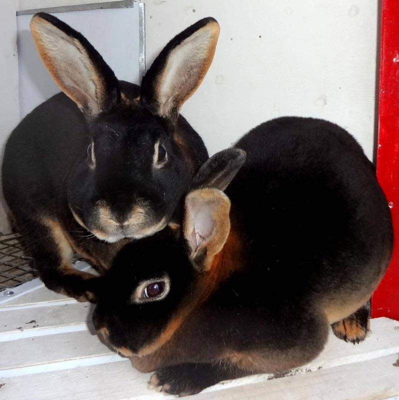 Порода черно-бурых кроликов: содержание и разведение