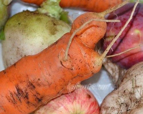 Морковь с зелёной сердцевиной