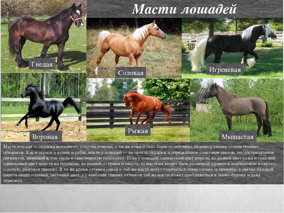 Список пород лошадей