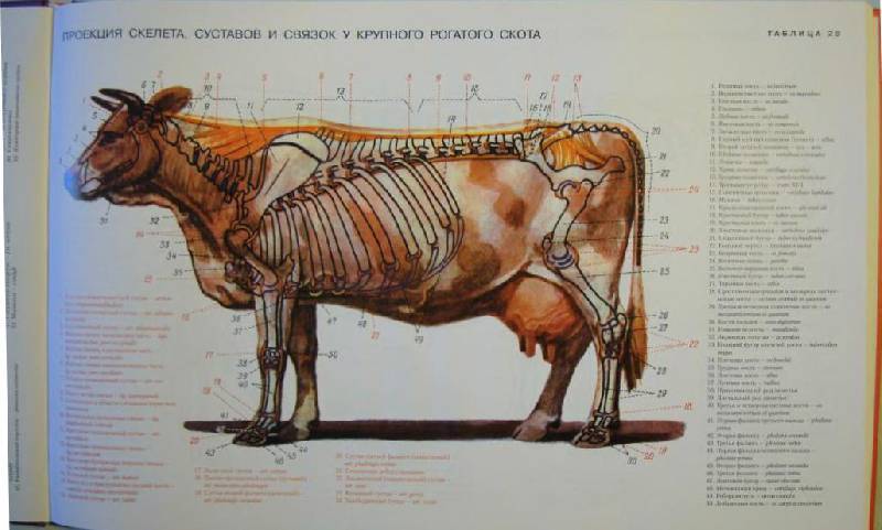 Строение скелета коровы