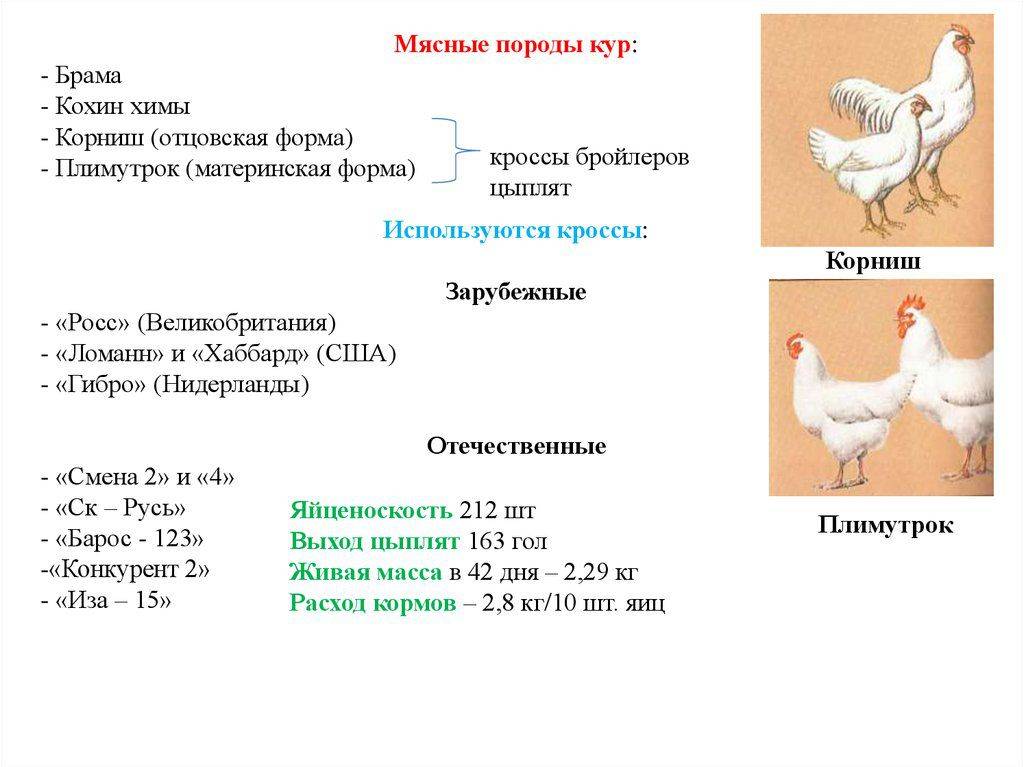 Породы бройлеров кур фото и описание