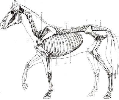 Анатомия лошади: строение скелета, внутренние органы, внешний вид
