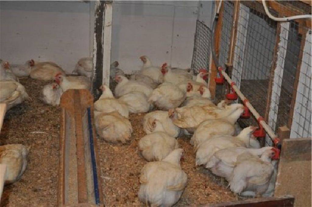 Особенности выращивания цыплят для новичков в домашних условиях