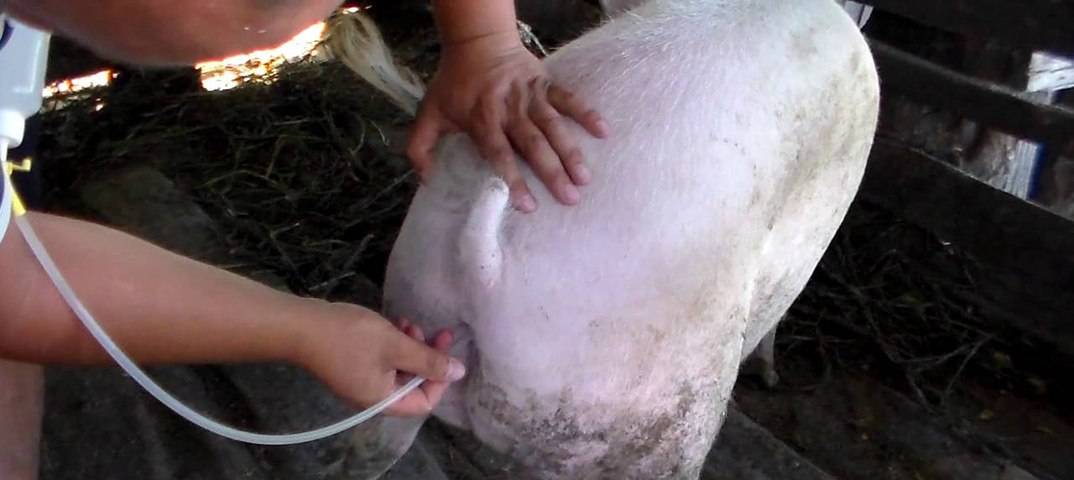 Искусственное оплодотворение свиней: методы, технологии, подготовка свиноматки  — vkmp