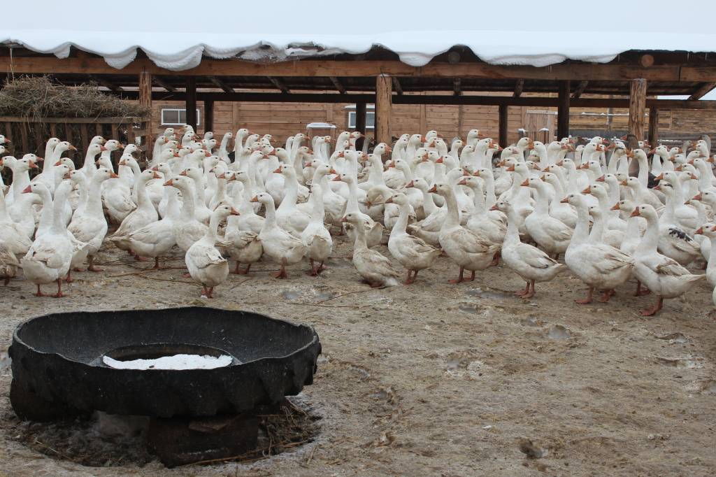 Откорм гусей на мясо: рацион, виды кормов и правила питания
