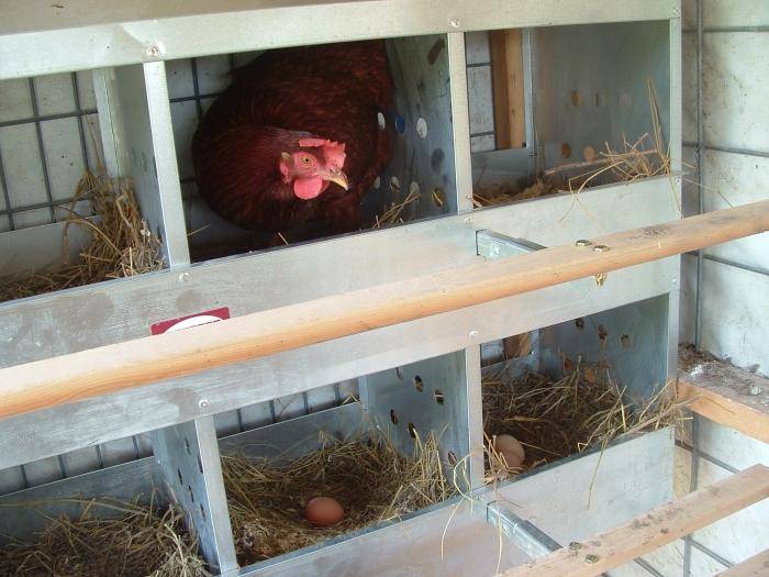 Выращивание куриц несушек в домашних условиях: как ухаживать начинающим, чем кормить, какой птичник нужен