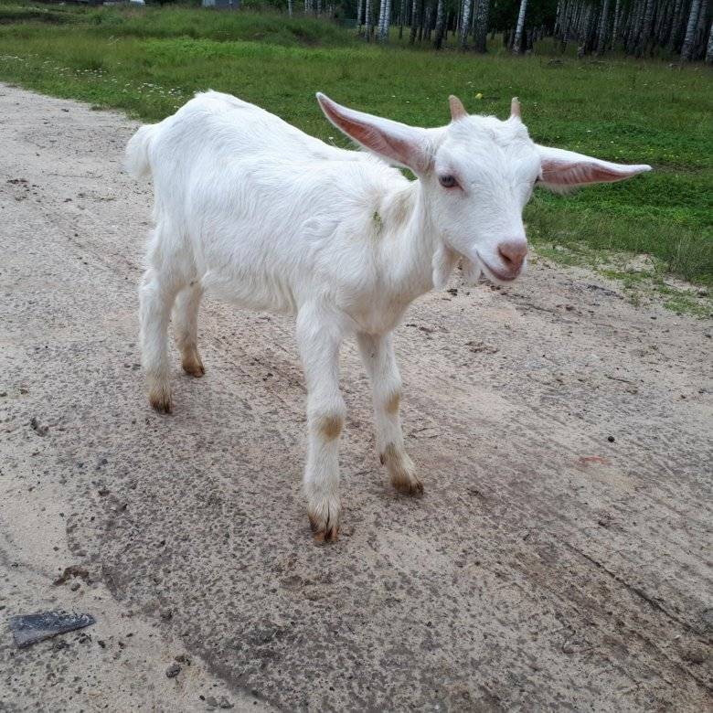 Зааненские козы — самая продуктивная порода молочной направленности