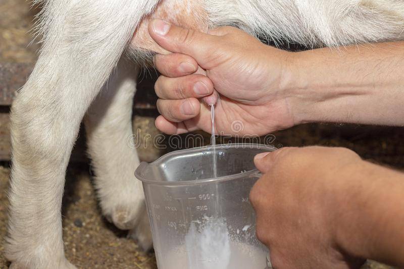 Как правильно доить корову: основные способы и техники