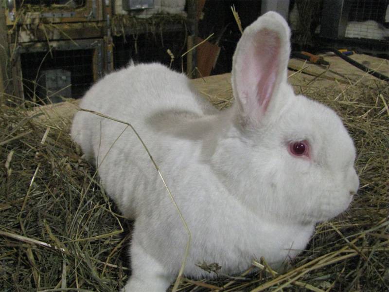 Новозеландский красный кролик: описание и характеристика породы