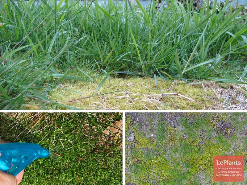 Как быстро удалить зеленый мох с огорода и газона весной