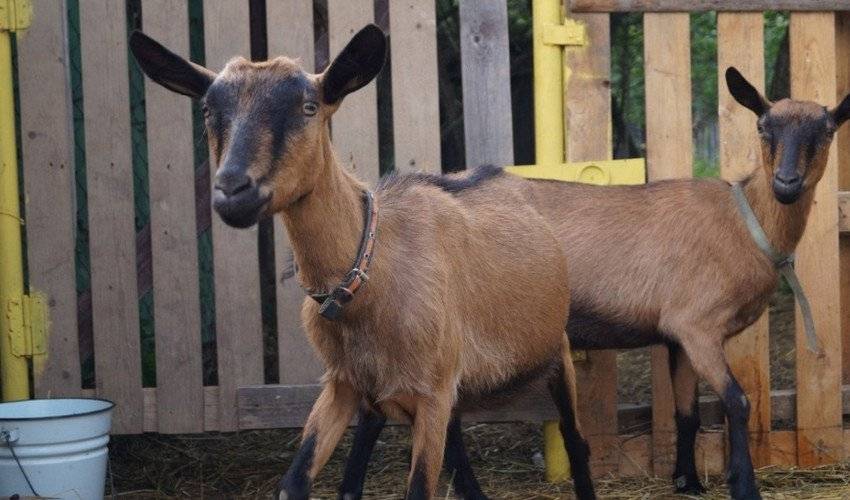 Чешские козы: фото, описание породы, продуктивность, фото
