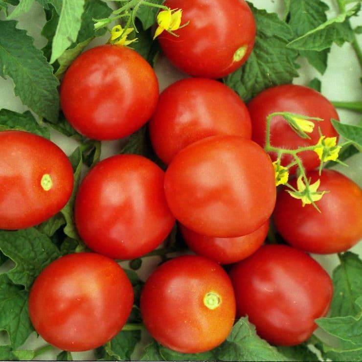 Томат «москвичка»: характеристика и описание сорта помидор с фото, отзывы об урожайности