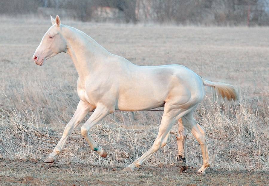 Соловая масть лошади: фото, видео, описание, история и характеристика