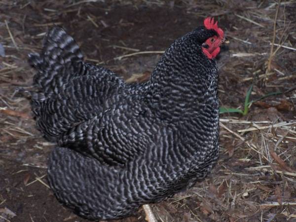 Курицы породы амрокс - описание, отзывы, характеристика