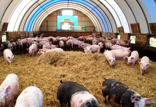 Бизнес-план разведение свиней в 2021 году – biznesideas.ru