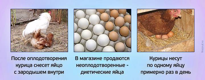 Куры несушки когда реально ждать яйца. собственный опыт