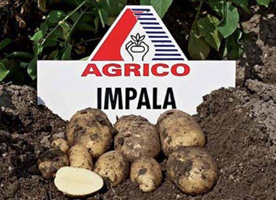 Столовый сорт картофеля импала. особенности культуры, агротехника и отзывы