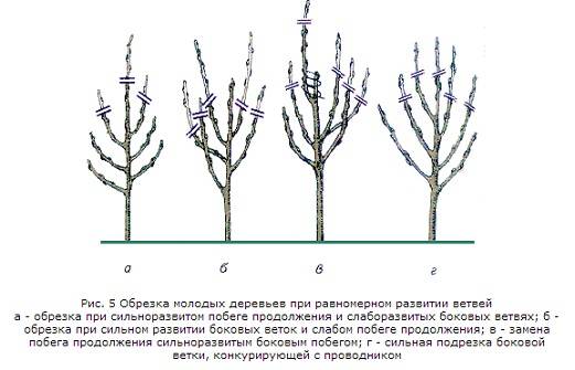Обрезка старых колоновидных яблонь - дневник садовода semena-zdes.ru