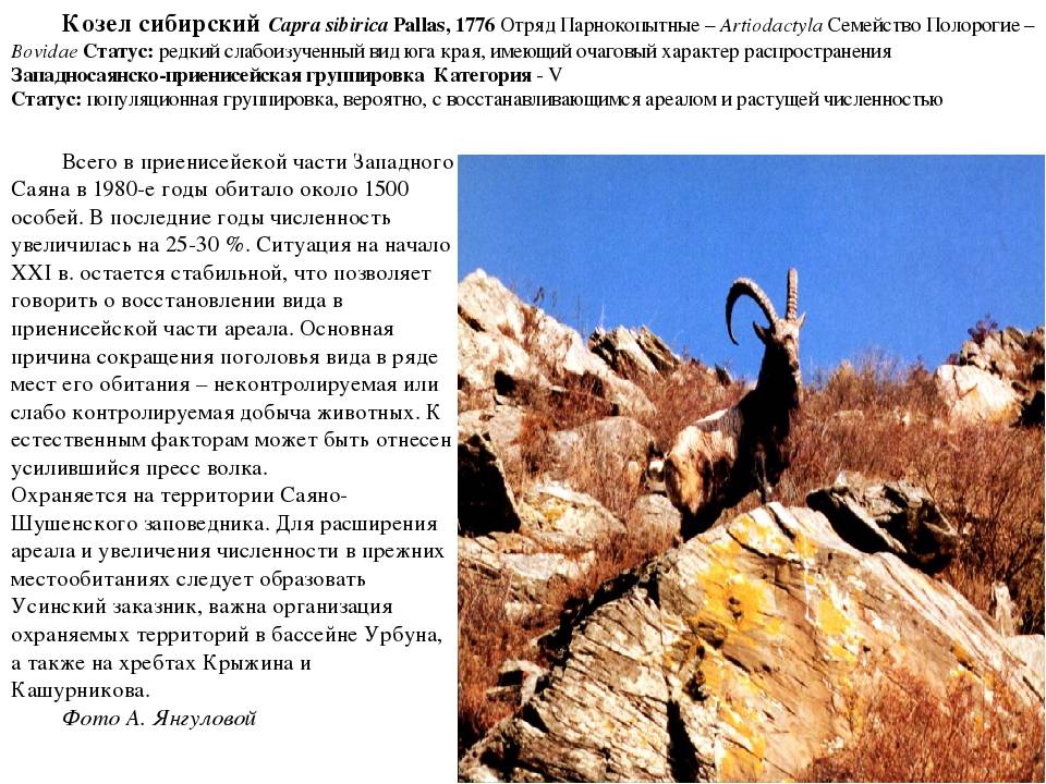 Горный козел: обзор и характеристика подвидов породы с фото и видео