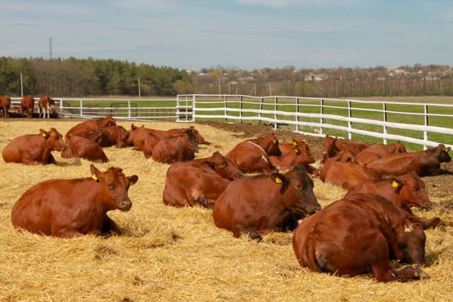 Какая мясная порода бычков самая лучшая: 11 видов, рекомендуемых к покупке