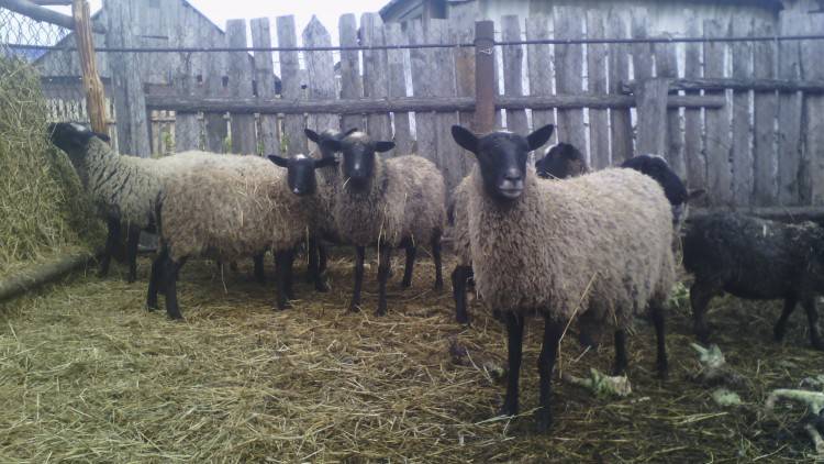 Эдильбаевская порода овец: происхождение, характеристика и описание