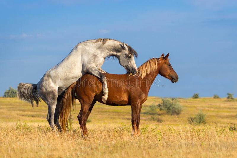 Как происходит спаривание у домашних и диких лошадей