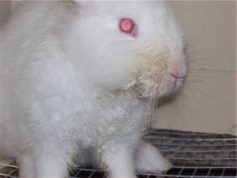 Какие болезни передаются от кроликов людям | fermers.ru
