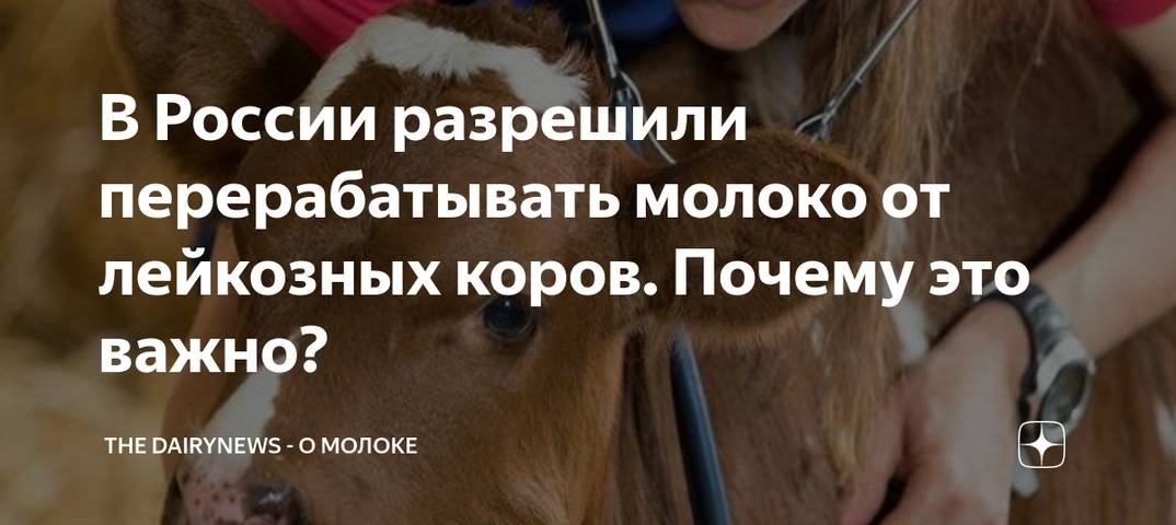 «всё не так просто». белгородский ноц изучит опасность лейкоза коров для человека. новости экономики белгорода
