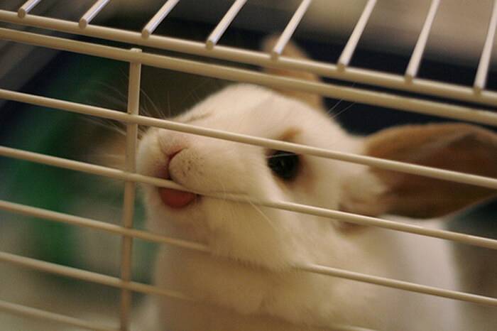 Почему кролики грызут деревянные клетки: причины и решение