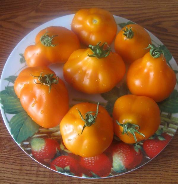 Томат японский трюфель — 130 фото и видео описание популярного сорта помидора