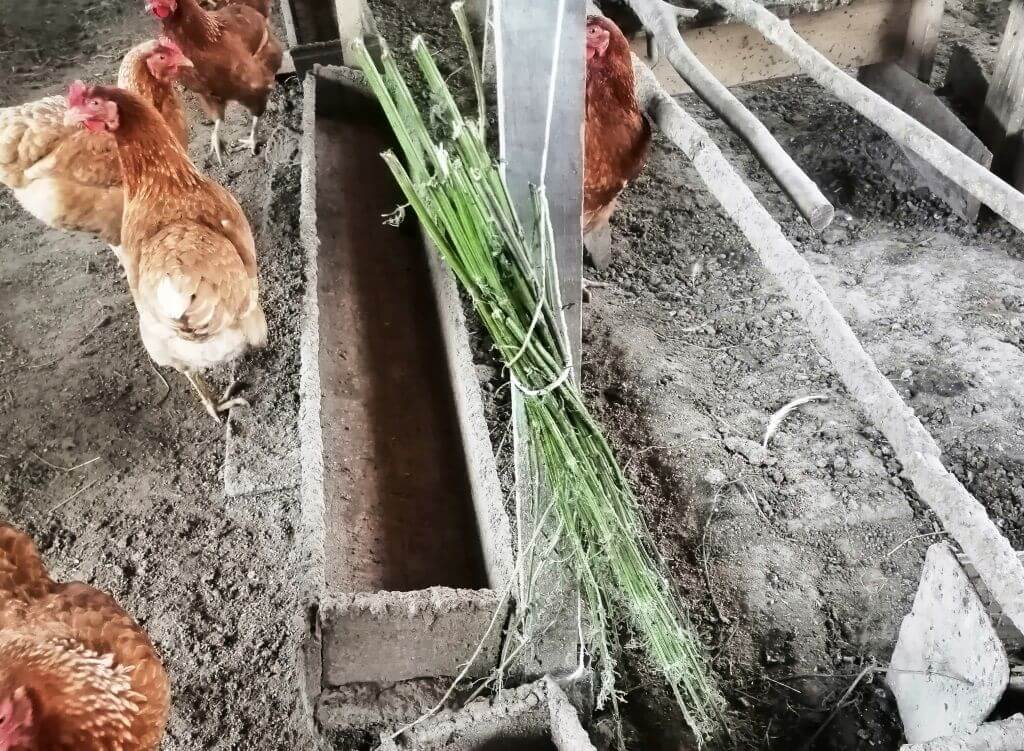 ᐉ фацелия как корм для кур: травы для курицы - zooshop-76.ru