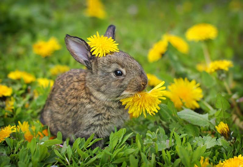 Можно ли кроликам одуванчики: как кормить и сколько давать