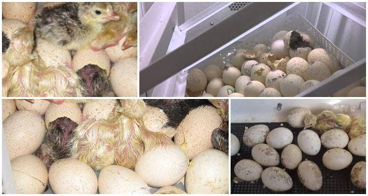 О индюшках: сколько дней сидят на яйцах и когда начинают высиживать