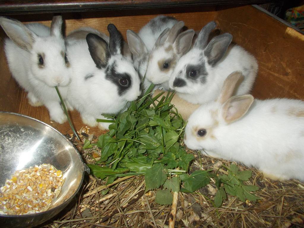 Можно ли давать кроликам одуванчики: как кормить и в каких количествах