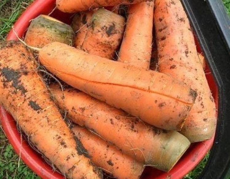 Почему торчит морковка из земли? / асиенда.ру