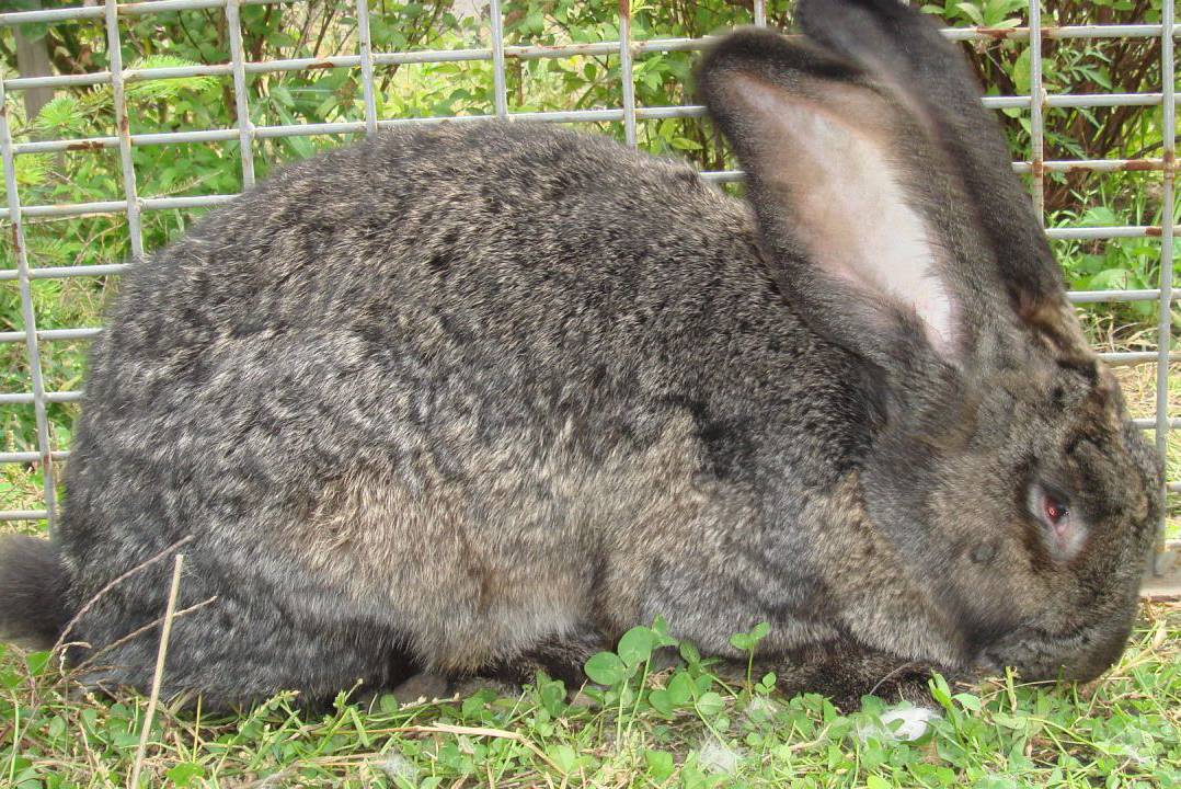 Кролики ризен: описание породы и фото, видео, характеристики, содержание в домашних условиях, плюсы и минусы разведения