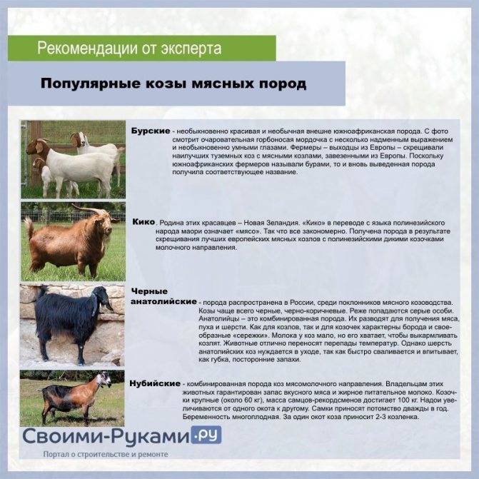 Тоггенбургская порода коз: описание и характеристики