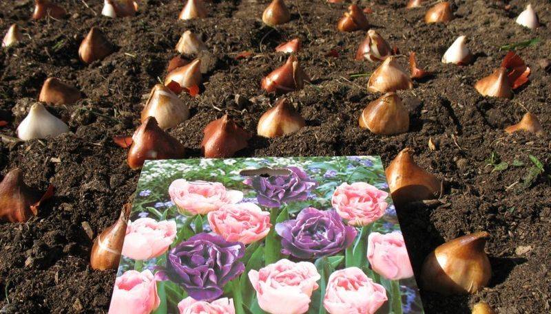 Посадка тюльпанов осенью: преимущества, определение сроков, особенности дальнейшего ухода и зимовки + советы цветоводов