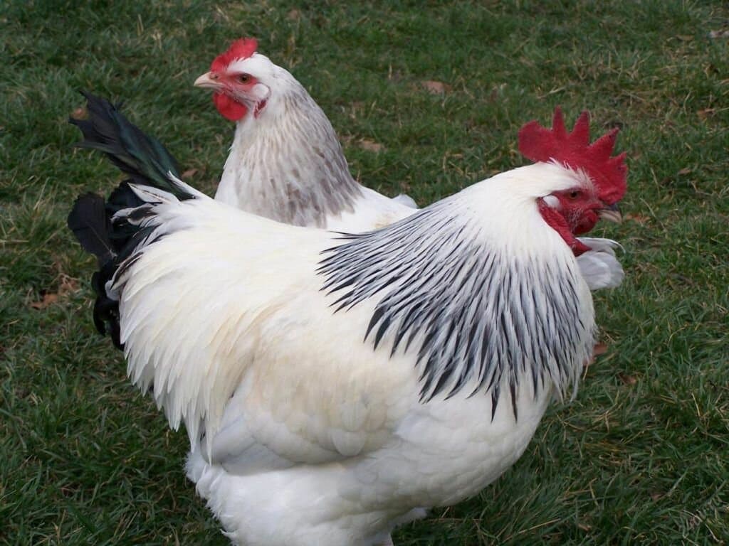 ᐉ адлерская серебристая курица: описание породы, характеристика, фото - zooon.ru