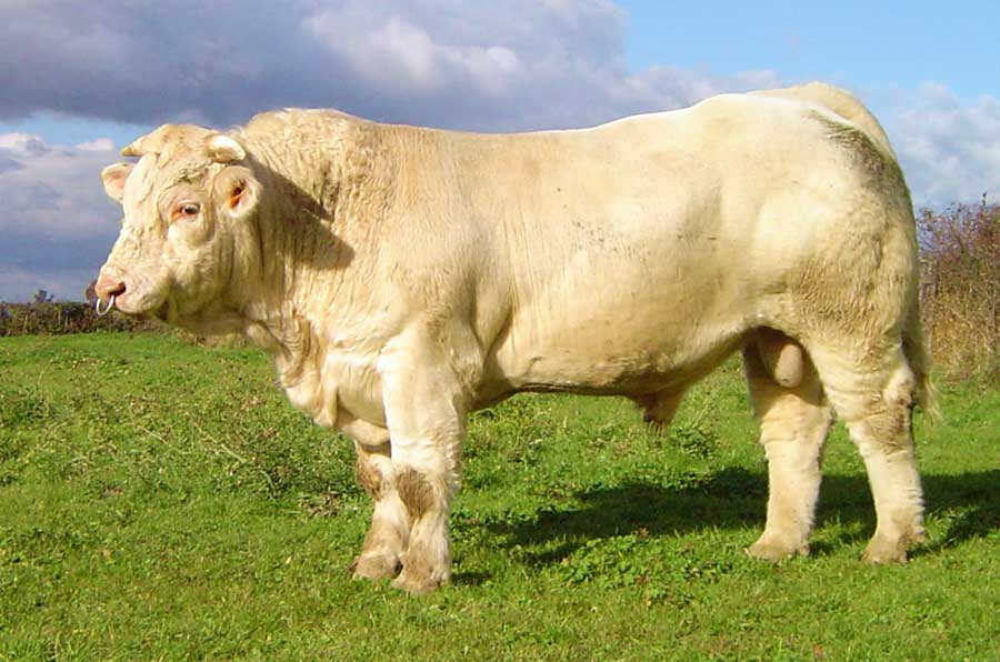 Породы коров - 135 фото, названия, характеристики, направления и классификация