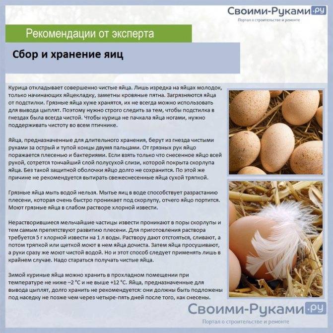 Режим инкубации куриных яиц: правила, выбор параметров