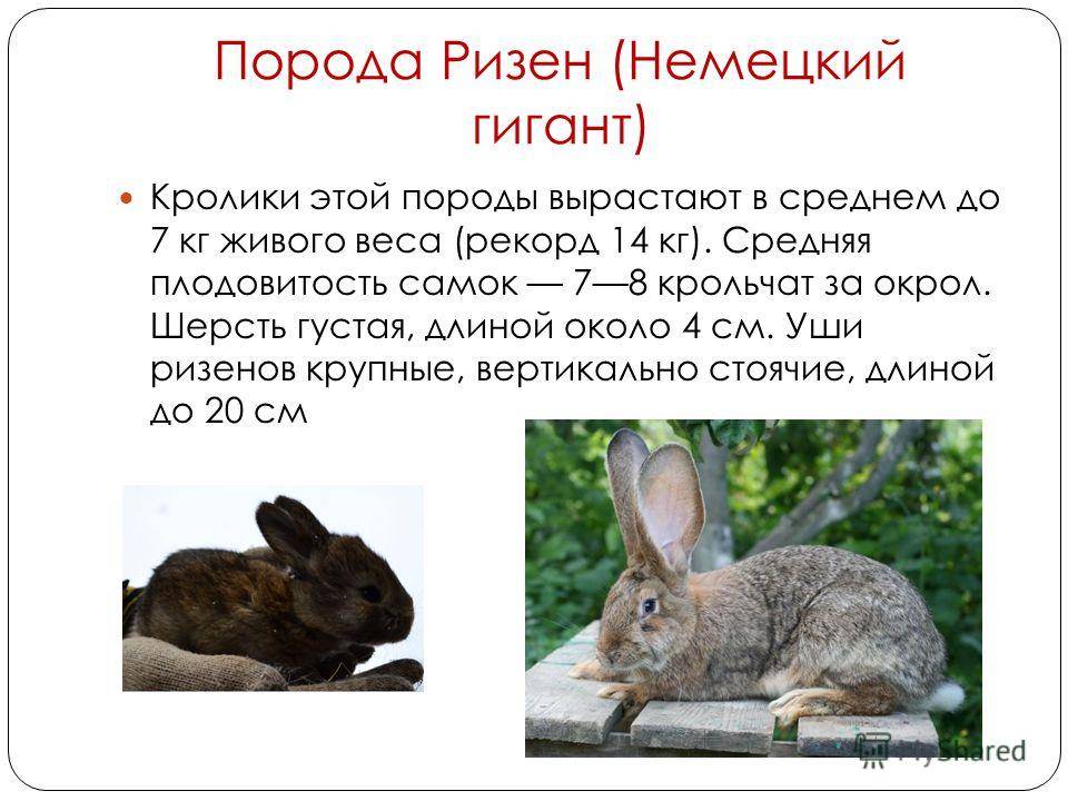 Описание кроликов породы немецкий ризен