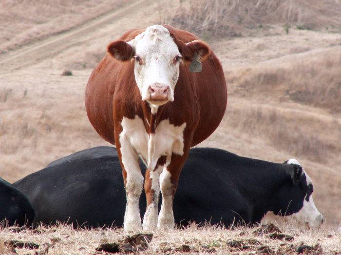 Определение стельности коров