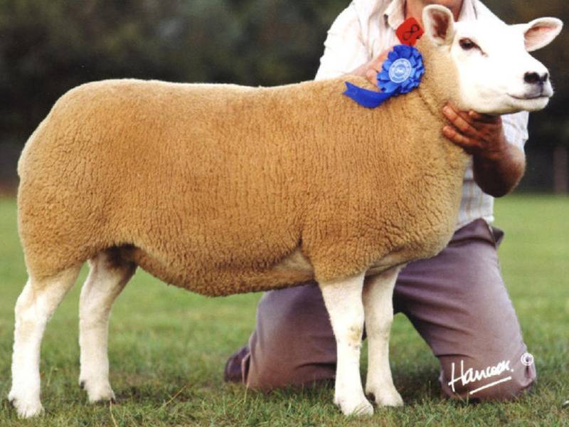 Овцы породы «тексель», особенности выращивания