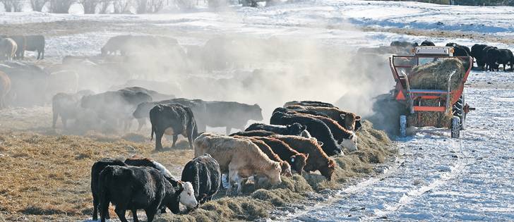 Пасбищный сезон зимой, что предлагают канадские фермеры?
