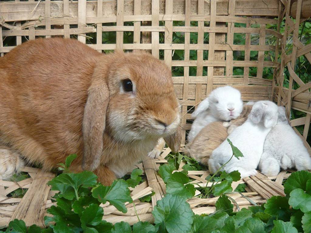 Кролики-гиганты: обзор пород